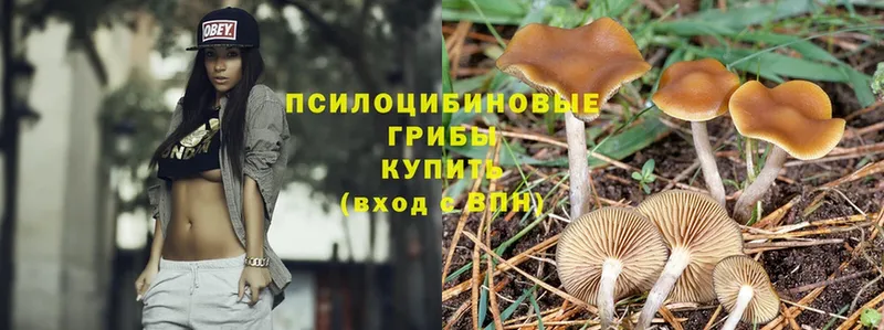 Псилоцибиновые грибы Cubensis  mega как войти  Алексеевка 